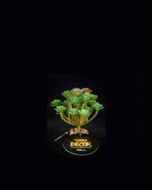 Terra Decor Planta Mini Aloe 10 cm