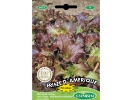Sementes  Alface De Corte Frisada Da América