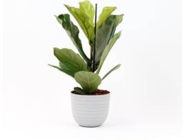 Planta Natural BIOMA PLANTS Ficus Lyrata c/Vaso (Biodegradável, Calcário - Branco - 60-70 cm)