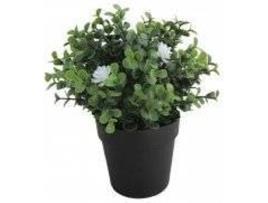 Mudas Decorativas Sempre Verde VERDELOCK Piantine Buxus (9,5x20cm)