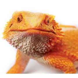 Safari Ltd Pogona From 3 Years Orange / Red