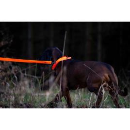 Chumbo Cão Standard One Size Blaze Orange