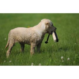 Asd Brinquedo De Treinamento Para Cães De Choque 7.6 cm Flasher