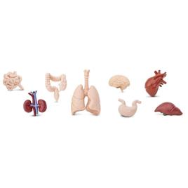 Safari Ltd Órgãos Humanos 48 Peças From 3 Years Multicolor