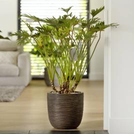 Vaso  Nature Rib Oval (Castanho - Plástico - 43 x 41 cm)