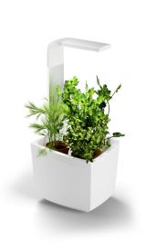 Tregren - Kitchen Garden  T3 (white)