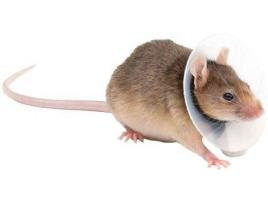 Construção para Roedores 