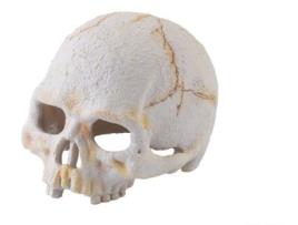 Gruta Primado Fossil Nano 