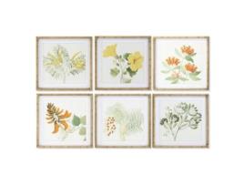 Pintura DKD Home Decor Plantas botânicas (50 x 2.8 x 50 cm) (6 pcs)