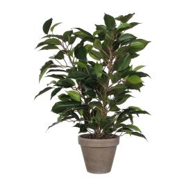 FICUS NATASJA COM VASO D11.5CM - 40X30CM