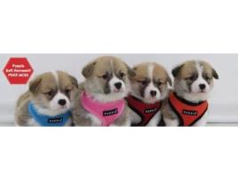 Peitoral Puppia Soft Laranja XL